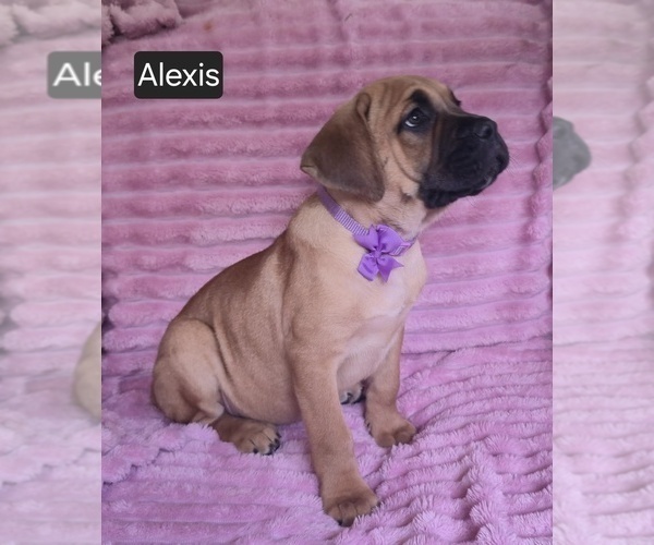 Medium Photo #10 Cane Corso Puppy For Sale in MINERAL WELLS, WV, USA