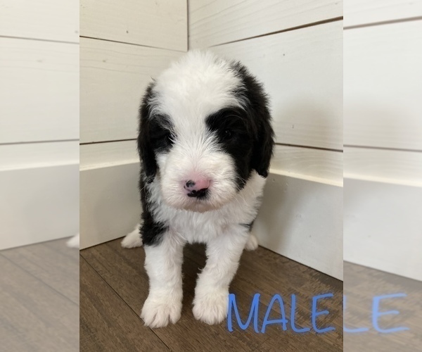 Medium Photo #1 Sheepadoodle Puppy For Sale in CANYON, TX, USA