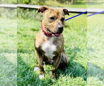 Small #1 American Pit Bull Terrier Mix