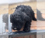 Small Photo #5 Portuguese Water Dog Puppy For Sale in STERLING, CO, USA