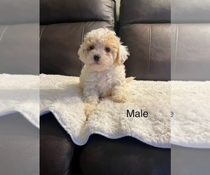 Cavapoo-Poodle (Toy) Mix Puppy for sale in CROFTON, MD, USA