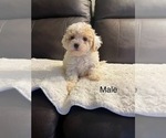 Small Cavapoo-Poodle (Toy) Mix