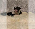 Small Photo #2 English Bulldog Puppy For Sale in REVERE, MA, USA