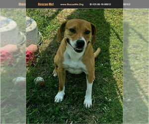 English Foxhound-Unknown Mix Dogs for adoption in Benton, PA, USA