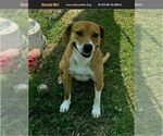 Small English Foxhound Mix