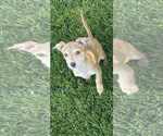 Small #4 Mutt