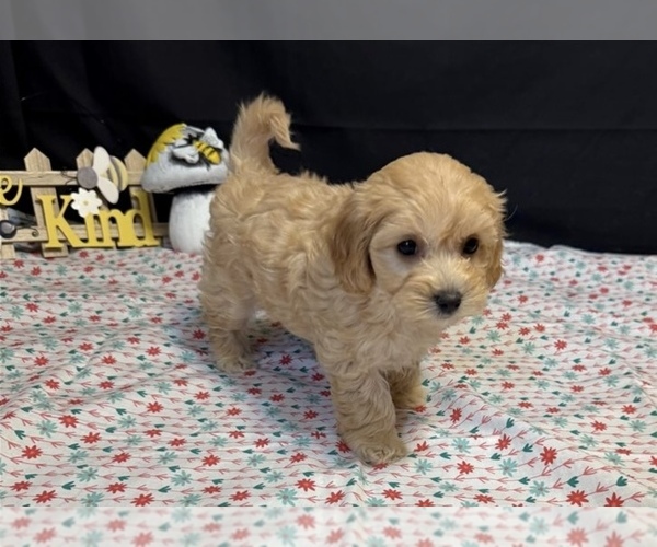 Medium Photo #1 Maltipoo (Miniature) Puppy For Sale in PORTSMOUTH, VA, USA