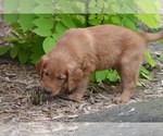 Small #2 Golden Retriever