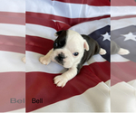 Small Photo #9 Boston Terrier Puppy For Sale in VACAVILLE, CA, USA