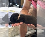 Small Photo #68 Cane Corso Puppy For Sale in REEVESVILLE, SC, USA