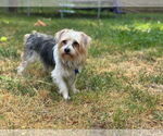 Small #1 Maltese Mix