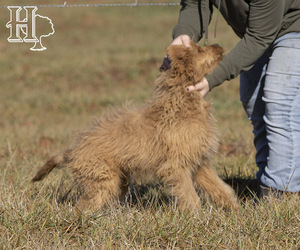 Goldendoodle Puppy for sale in ELLENBORO, NC, USA