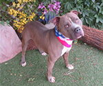 Small #1 American Pit Bull Terrier