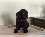 Puppy 9 Labrador Retriever