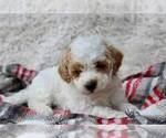 Small Photo #3 Poodle (Miniature) Puppy For Sale in MOUNT DORA, FL, USA