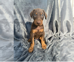 Puppy Red collar Doberman Pinscher