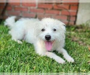 Poodle (Miniature) Dogs for adoption in Woodland Hills, CA, USA