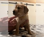 Small Photo #6 Golden Retriever Puppy For Sale in BUCHANAN, TN, USA