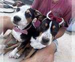 Small #2 Australian Shepherd-Catahoula Leopard Dog Mix
