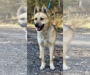 German Shepherd Dog-Unknown Mix Dogs for adoption in Wetumpka, AL, USA