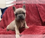 Small Photo #3 French Bulldog Puppy For Sale in SANTA CRUZ, CA, USA