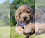 Small Photo #26 Goldendoodle Puppy For Sale in TIMBERLAKE, NC, USA