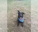 Small Labrador Retriever Mix