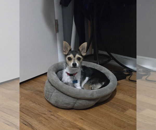 Medium Photo #6 Chihuahua-Unknown Mix Puppy For Sale in Denver , CO, USA
