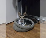 Small #5 Chihuahua Mix