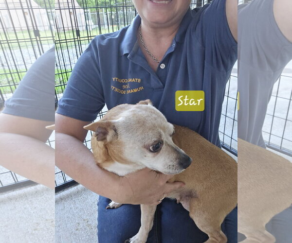 Medium Photo #1 Chihuahua-Unknown Mix Puppy For Sale in Albemarle, NC, USA