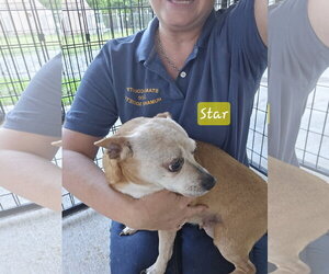 Chihuahua-Unknown Mix Dogs for adoption in Albemarle, NC, USA