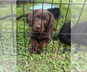 Labrador Retriever Puppy for Sale in SAINT AUGUSTINE, Florida USA