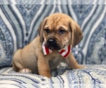 Small Photo #3 Puggle Puppy For Sale in LAKELAND, FL, USA