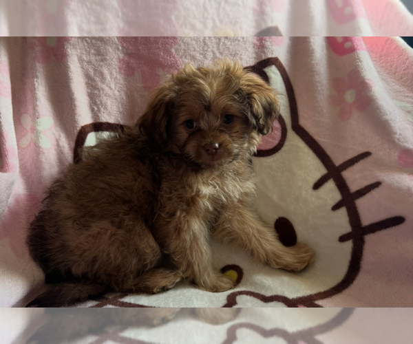 Medium Photo #2 Maltese-Maltipom Mix Puppy For Sale in HUDSON, MA, USA