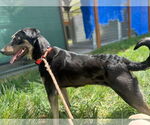 Small #4 Labrador Retriever Mix