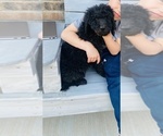 Small Photo #9 Labradoodle Puppy For Sale in AMARILLO, TX, USA