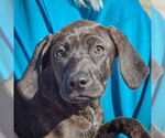 Small #4 Boxer-Plott Hound Mix