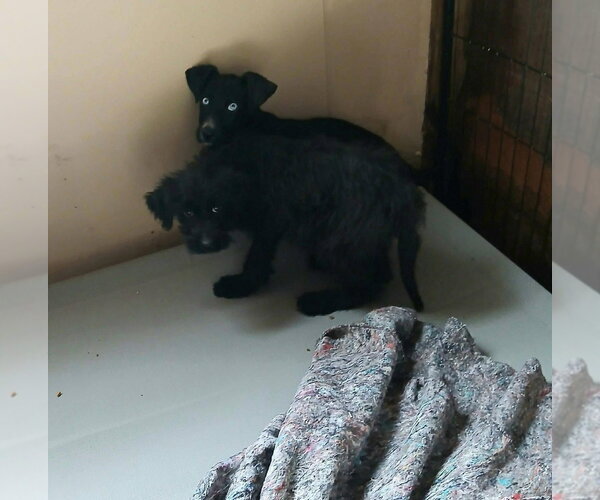 Medium Photo #3 Labmaraner Puppy For Sale in Aurora, IN, USA