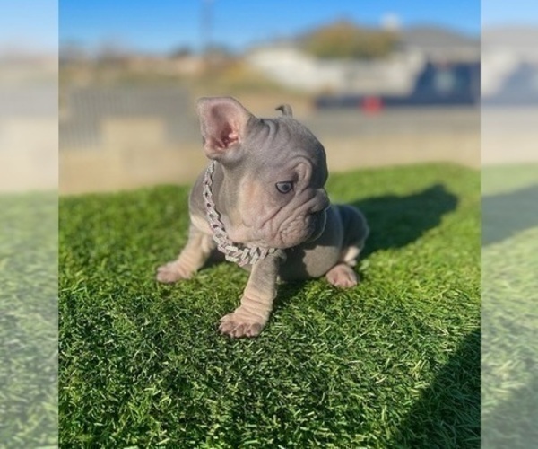 Medium Photo #20 French Bulldog Puppy For Sale in STOCKTON, CA, USA