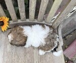 Small #3 Shih Tzu