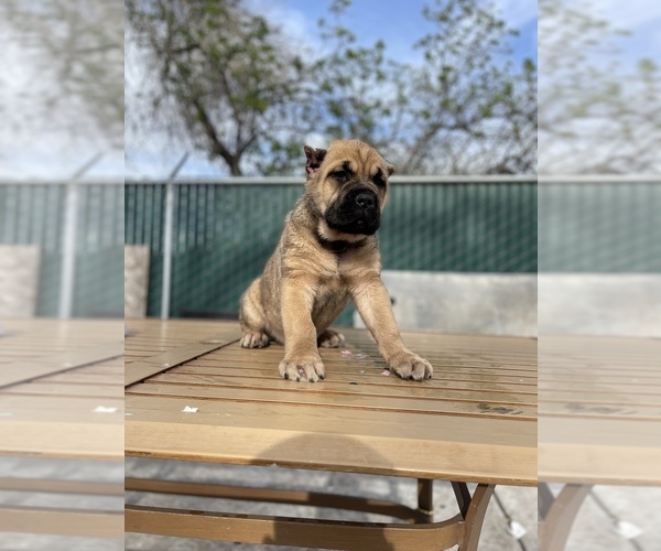 Medium Photo #1 Cane Corso Puppy For Sale in STOCKTON, CA, USA