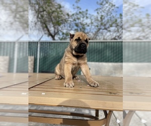 Cane Corso Puppy for Sale in STOCKTON, California USA