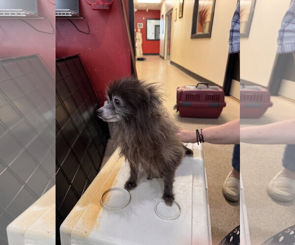 Medium Photo #4 Pomeranian Puppy For Sale in Sanford, FL, USA