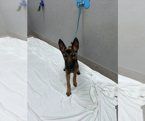 Medium Photo #1 German Shepherd Dog-Unknown Mix Puppy For Sale in Las Vegas, NV, USA