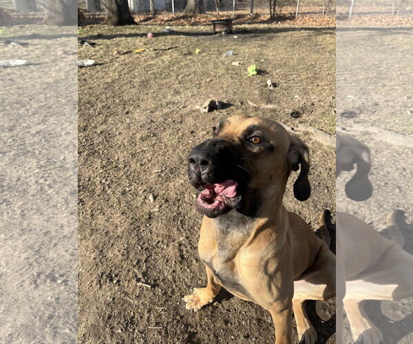 Medium Photo #3 Fila Brasileiro-Great Dane Mix Puppy For Sale in Jasper, AL, USA