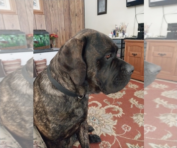 Medium Photo #5 Mastiff Puppy For Sale in MITCHELL, NE, USA