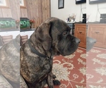 Small #4 Mastiff