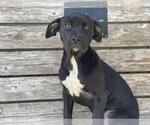Small Labrador Retriever