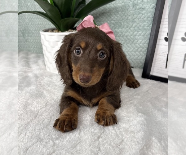 Medium Photo #4 Dachshund Puppy For Sale in FRANKLIN, IN, USA