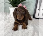 Small #3 Dachshund